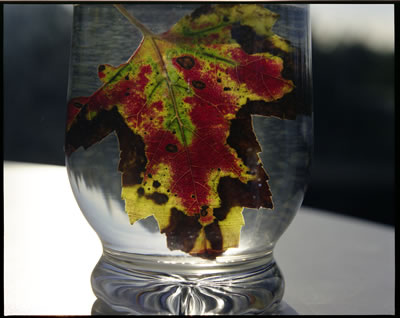 A Glass of Leaf