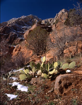 View from Lower Emerald Pool Trail 1
