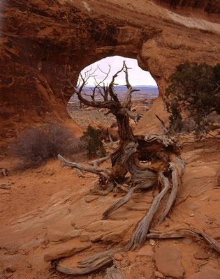 A Closer Look at Partition Arch