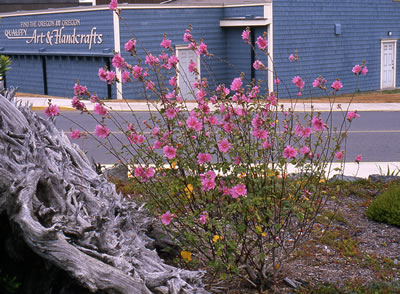Oregon Coast 1