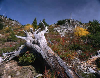 Flora Lake Trail 1