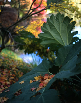 Van Dusen Botanical Garden 1