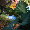 Van Dusen Botanical Garden 1