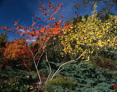 Van Dusen Botanical Garden 2