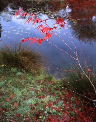 Van Dusen Botanical Garden 3