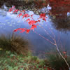 Van Dusen Botanical Garden 3