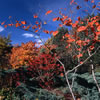 Van Dusen Botanical Garden 4