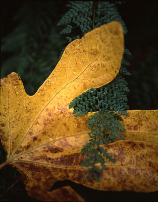 Van Dusen Botanical Garden 1