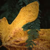 Van Dusen Botanical Garden 1