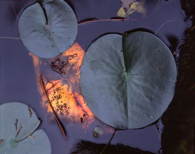 Van Dusen Botanical Garden 2