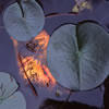 Van Dusen Botanical Garden 2