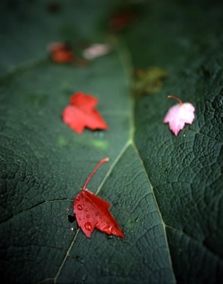 Van Dusen Botanical Garden 3