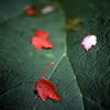 Van Dusen Botanical Garden 3