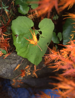 Van Dusen Botanical Garden 6