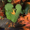 Van Dusen Botanical Garden 6