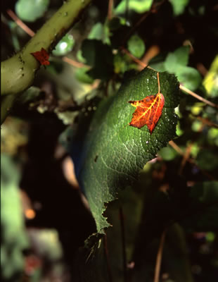 Van Dusen Botanical Garden 7