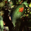 Van Dusen Botanical Garden 7