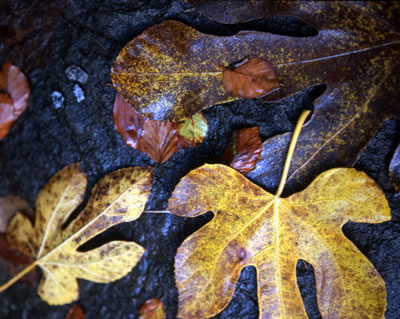 Van Dusen Botanical Garden 8