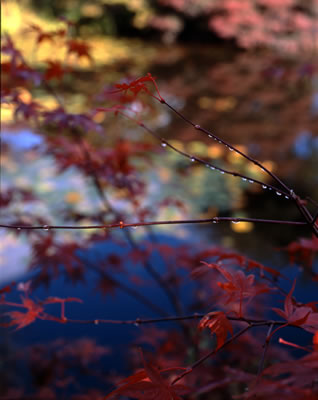 Van Dusen Botanical Garden 9