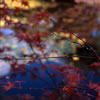 Van Dusen Botanical Garden 9