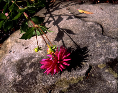 Van Dusen Botanical Garden 10