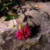 Van Dusen Botanical Garden 10