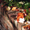 Maple Leaves on a Brick Wall in Fall Colors