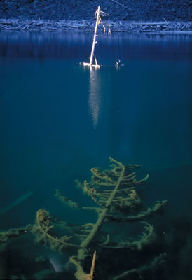 Dead Trees in Greendrop Lake 1