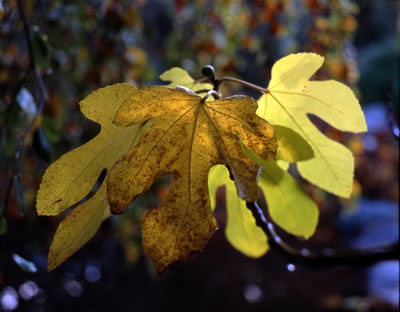 Van Dusen Botanical Garden 13