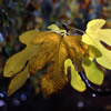 Van Dusen Botanical Garden 13