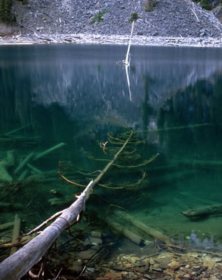Dead Trees in Greendrop Lake 2