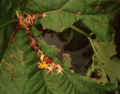 Leaves in Fall Colors by the Como Lake