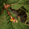 Leaves in Fall Colors by the Como Lake