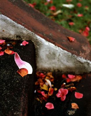 Petals on Stairs 1