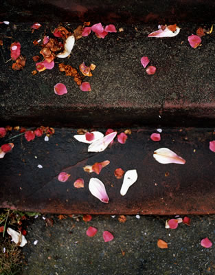 Petals on Stairs 2