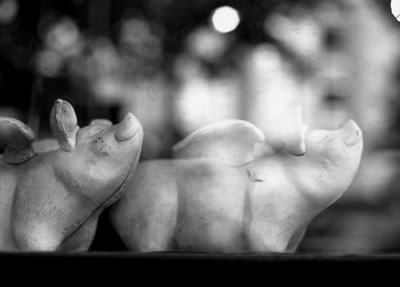 Pigs Before Take-off