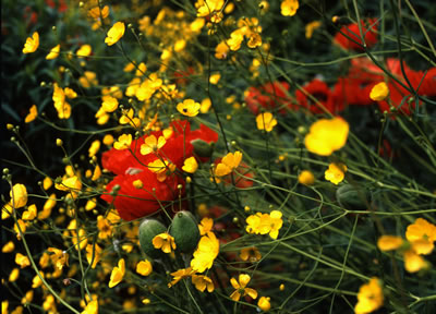 Van Dusen Botanical Garden '06 1