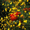 Van Dusen Botanical Garden \'06 1