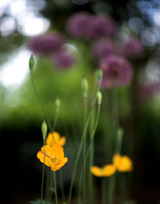 Van Dusen Botanical Garden '06 2