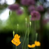 Van Dusen Botanical Garden \'06 2
