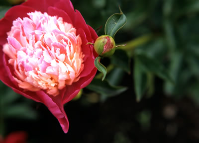 Van Dusen Botanical Garden '06 3