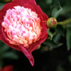 Van Dusen Botanical Garden \'06 3