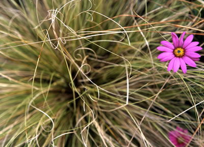 Van Dusen Botanical Garden '06 4