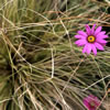 Van Dusen Botanical Garden \'06 4