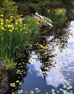 Van Dusen Botanical Garden '06 5