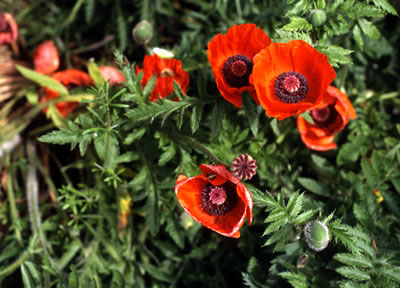 Van Dusen Botanical Garden '06 6