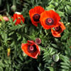 Van Dusen Botanical Garden \'06 6