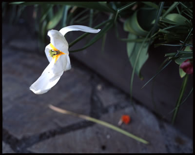 Desperately Flying Tulip Flower  