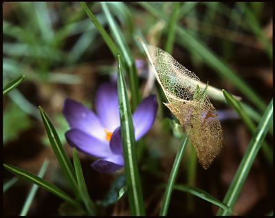 Crocus Flower and... 