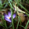 Crocus Flower and... 